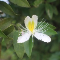 Capparis brevispina DC.